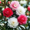 Camélia - Set de 3 - Camellia japonica - Hauteur 25-40cm - Voir les images du produit 3
