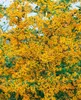 Pyracantha 'Saphyr Jaune', Feuerdorn, gelb, 60–80 cm Produktbild-Vorschau 4