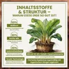 Green Home Bananenerde 36 L – für Bananen & Tropenpflanzen, Produktbild-Vorschau 4
