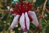 Acca sellowiana (feijoa sellowiana) - Brasilianische Guave Náhľad obrázku produktu 2