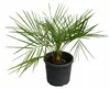 Jubaea chilensis Honigpalme ca. 60 cm | Chilenische Produktbild-Vorschau 4