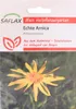 SAFLAX - Pravá Arnika - Arnica montana - 40 Semena Náhled obrázku produktu 6