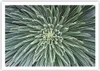 Poster - Poster ohne Rahmen - Agave Grün Pflanze - 100x70 Produktbild-Vorschau 1