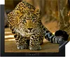 KitchenYeah© Herdabdeckplatte Leopard - Raubtier - Porträt Produktbild-Vorschau 1