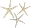 3 Stück echte Seesterne gebleicht ca.10-14cm Finger Produktbild-Vorschau 2