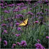 Plants by Frank | 12 Eisenkraut Pflanzen | Verbena Produktbild-Vorschau 3