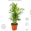 Bloomique - Mix 4 - Mieszanka przyjazna zwierzętom - Cypr Podgląd zdjęcia produktu 3