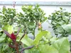 Zitrus Zitronenbaum Zitrone Citrus Limon Limone 120 - 140 Produktbild-Vorschau 4