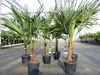 Trachycarpus fortunei 130 - 150 cm Palme Hanfpalme, Produktbild-Vorschau 4