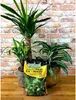 Pflanzenerde Set - 2x5l - für Palmen und Dracena - Optimale Produktbild-Vorschau 9