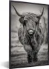 MuchoWow® Gerahmtes Poster Schottischer Highlander - Produktbild-Vorschau 1