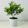Květina v květináči - Zelený zimostráz 30 cm Náhled obrázku produktu 4