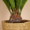 Close-up of the base of a sago palm plant in a woven basket. Produktbild-Vorschau