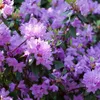 Buisson à fleurs - Set de 3 - Rhododendron catawbiense - Voir les images du produit 3