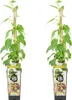 x2 Actinidia Arguta Issai P15 H60 Produktbild-Vorschau 1