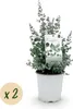 Eukalyptus Eucalyptus gunnii - 2 rostliny - mrazuvzdorný - Náhled obrázku produktu 2