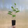 Magnolie Fiume Giallo 2L Anteprima dell’immagine prodotto 4