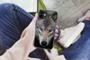 MuchoWow® Handyhülle Schutzhülle Hülle für iPhone 12 mini Produktbild-Vorschau 3