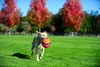 Chuckit! Kick Fetch L Produktbild-Vorschau 13