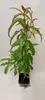 Prunus persica 'Donut' wilder Pfirsichbaum, 5 Liter Topf Produktbild-Vorschau 2