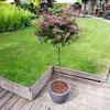 Bloomique - Acer palmatum Shaina - Fächerahorn auf Stamm - Produktbild-Vorschau 3