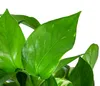 Dehner Efeutute, Epipremnum aureum, rankend, zweifarbig, Produktbild-Vorschau 3