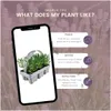 Plants by Frank | 48 Weißer Duft-Lavendel Pflanzen | Produktbild-Vorschau 5