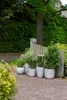 Several potted plants are arranged on a brick pathway in front of a wooden fence and a large tree. Náhľad obrázku produktu