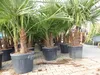 Trachycarpus Fortunei Gruppe mehrstämmig Palme, winterhart Produktbild-Vorschau 5