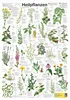 Heilpflanzen Poster deutsch DIN A1 59,4 x 84,1 cm Produktbild-Vorschau 1