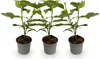GreenboutiQ - Gartenpflanze - Magnolia Genie - Blüte Lila - Produktbild-Vorschau 2