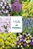 Mischung aus 100 - 6 Monate alten Blumen - Farbmischung - Produktbild-Vorschau 2
