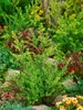 Ilex crenata 'Convexa', Japanische Stechpalme, immergrün, Produktbild-Vorschau 12