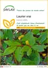 SAFLAX  - Laurier vrai - 6 graines - Laurus Voir les images du produit 1