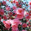 A close-up view of pink camellia flowers in bloom. Produktbild-Vorschau