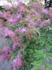 Calliandra surinamensis Dixie Pink - Rosa Produktbild-Vorschau 4