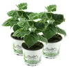 Enseleits 3er Set Andenbeere (Physalis peruviana), frische Produktbild-Vorschau 1