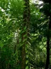 Orchidea vaniglia (Vanilla planifolia)  - 1 porzione di Anteprima dell’immagine prodotto 3