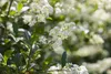 Ligustrum vulgare, Gewöhnlicher Liguster, 125–150 cm Produktbild-Vorschau 7
