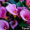 Calla Nawóz Płynny 1 L – 3-4-3 NPK – Do Kvitnúce Rośliny – Podgląd zdjęcia produktu 6
