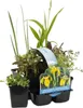 Bloomique - 6er Set - Heimische Teichpflanzen - Produktbild-Vorschau 1