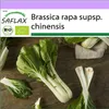 SAFLAX - BIO - Čínska horčicová kapusta - Pak Choi - Náhľad obrázku produktu 10