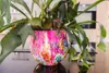 Collezione TS - Blumentopf Fiesta fucsia - 24x21 Anteprima dell’immagine prodotto 3