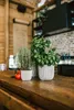 A kitchen counter with potted herbs and a tomato. Voir les images du produit