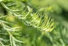 A close-up of a green plant branch with thin, needle-like leaves. Produktbild-Vorschau