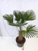 [Palmenlager]  XL Trachycarpus wagnerianus - Winterharte Produktbild-Vorschau 3