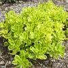 6 x Sédum du Kamtchatka - Sedum kamtschaticum | Pot 9cm x Voir les images du produit 1