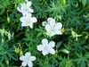 Stauden Gänge 1 x Geranium sanguim 'Album' - Weißer Blut Produktbild-Vorschau 3