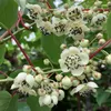 Männliche Kiwi-Pflanze 'Bestäuber' im 1L Topf, winterhart, Produktbild-Vorschau 4
