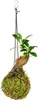 Gardners Kokedama Ficus Microcarpa ženšen (S) Náhľad obrázku produktu 1